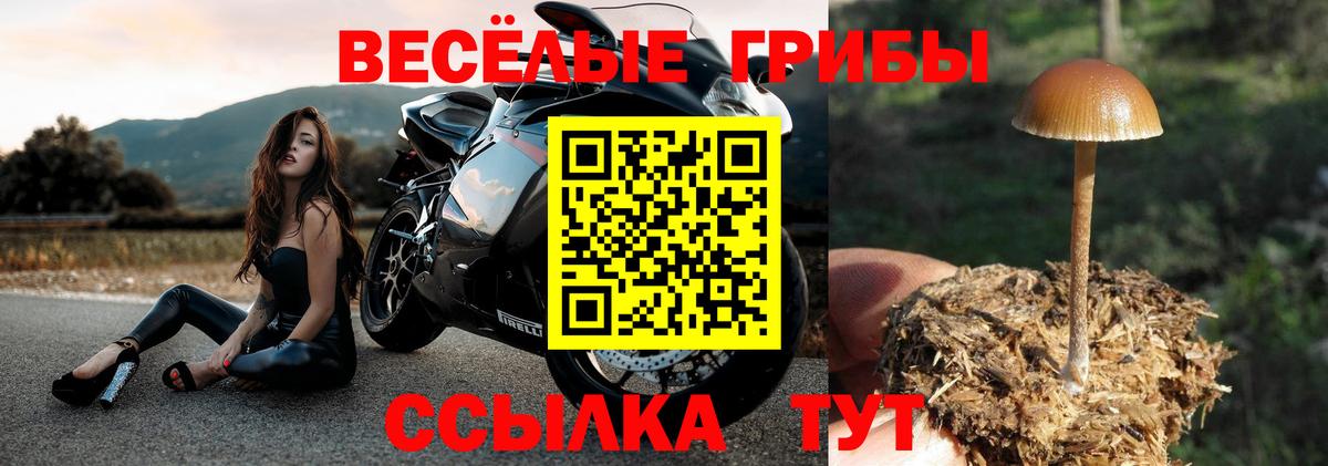 Псилоцибиновые грибы Psilocybine cubensis Когалым